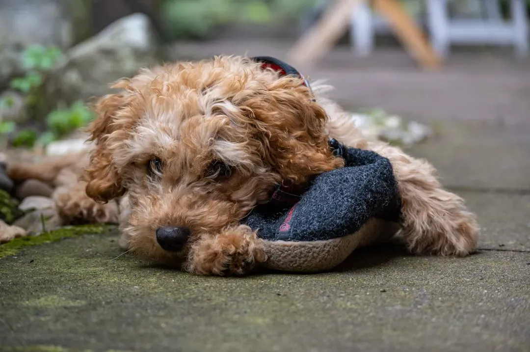 Teething Pains and Puppy Phases (Image Credits: Unsplash)