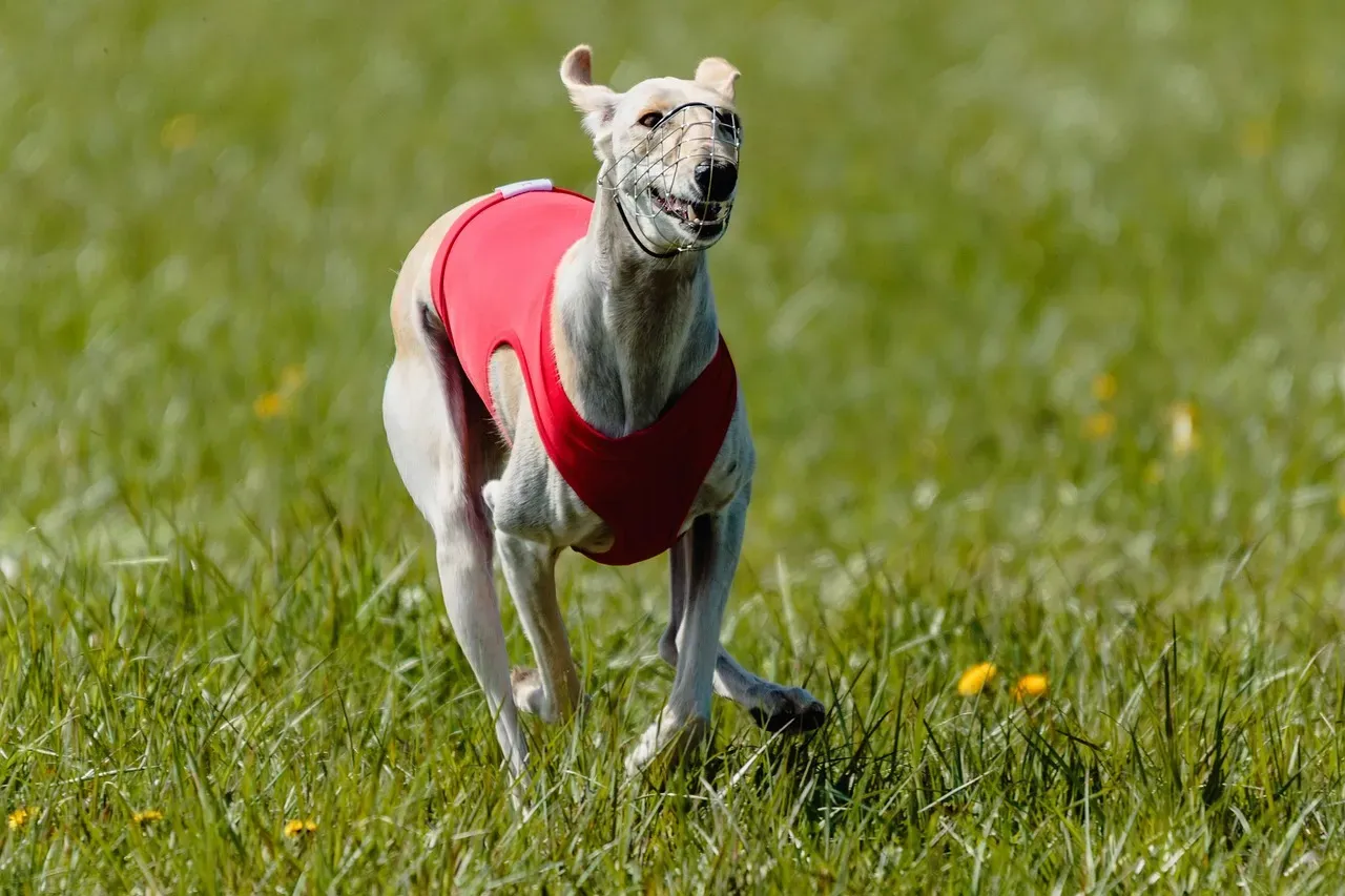 Whippet: Sleek Sprinters Built for Warmth (Image Credits: Pixabay)