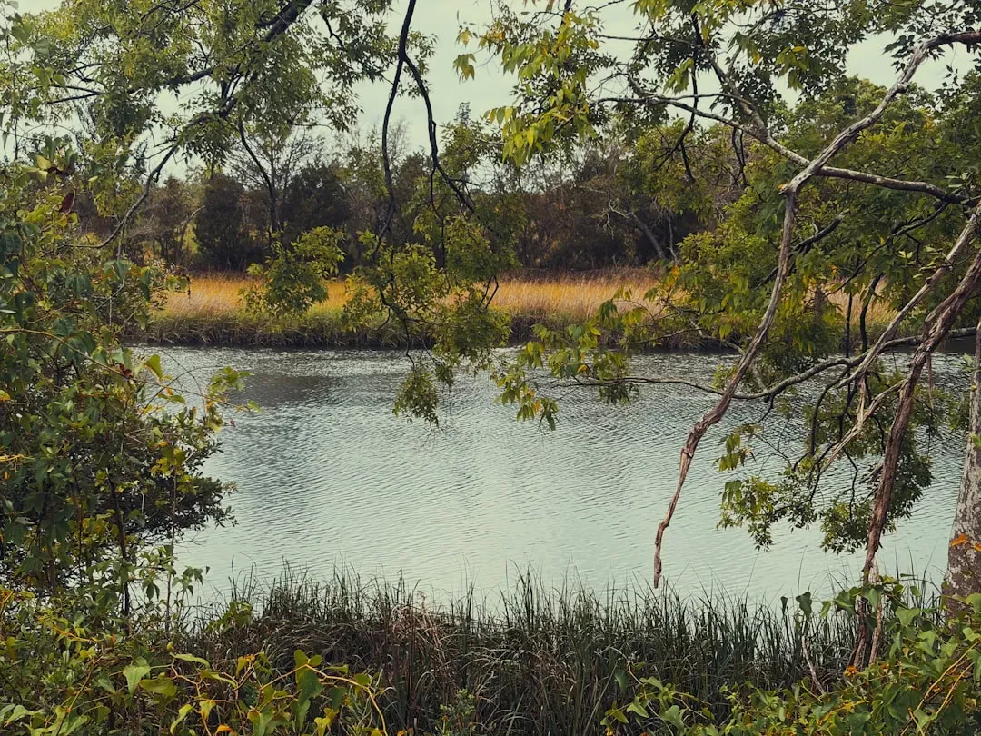 Revitalizing Riparian Vegetation (Image Credits: Unsplash)