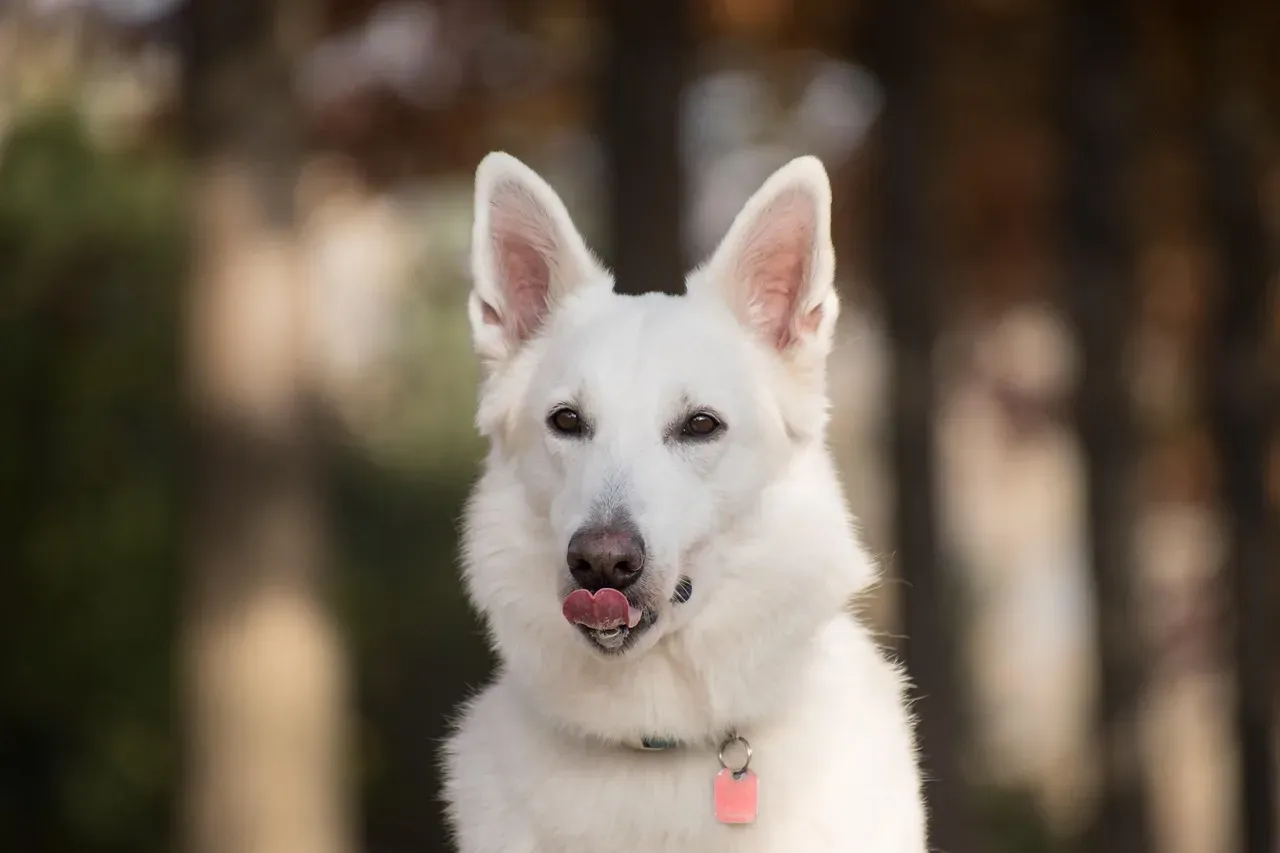 Belly, Groin, and Tail Area: When Licking Hints at Pain, Infection, or Discomfort (Image Credits: Pixabay)