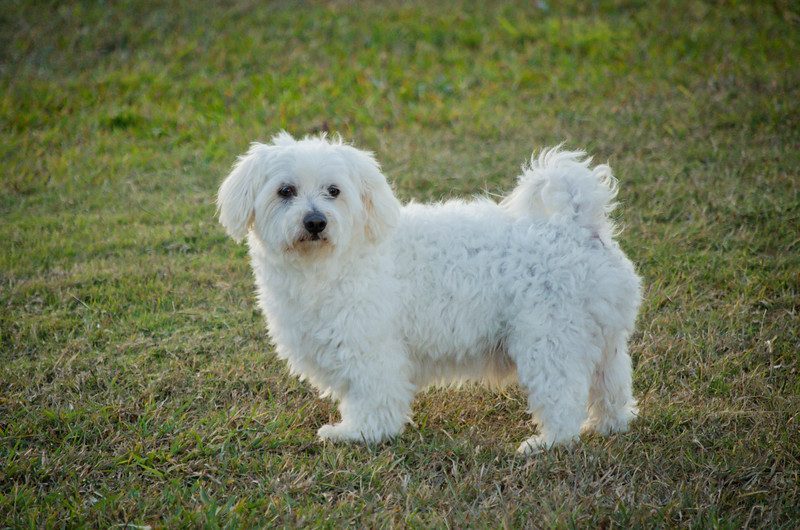 9. Coton de Tulear (Image Credits: Flickr)