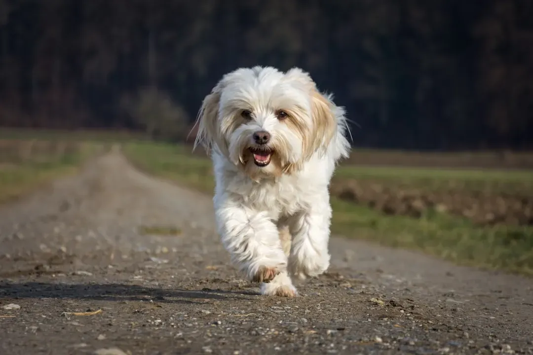10. Havanese (Image Credits: Unsplash)