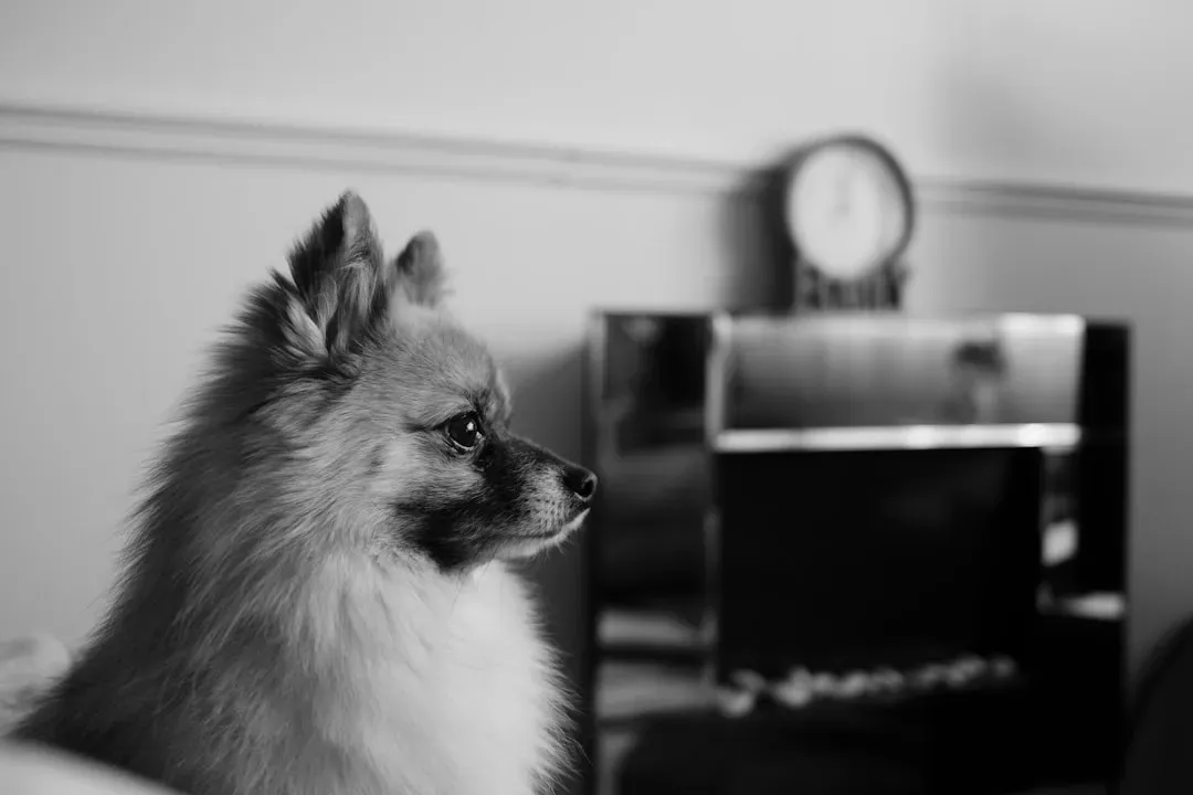 #10 - The First-Morning Greeting Script (Their Self-Appointed Alarm Clock Job) (Image Credits: Unsplash)