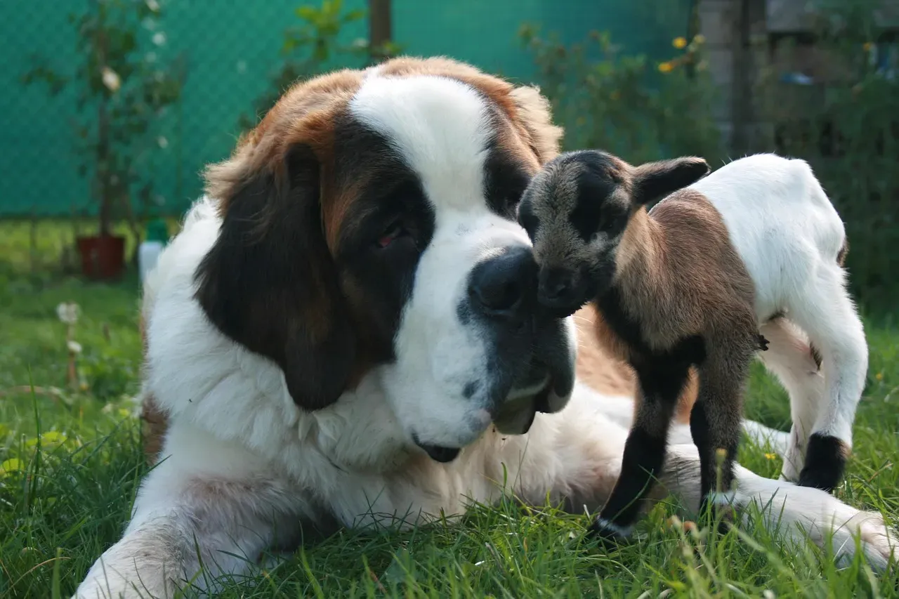 8. Saint Bernard: Big Heart, Soft Voice (Image Credits: Pixabay)