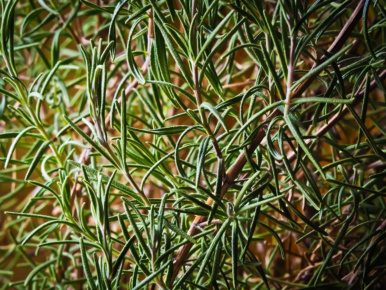 Rosemary: The Herbal Defender (Image Credits: Pixabay)