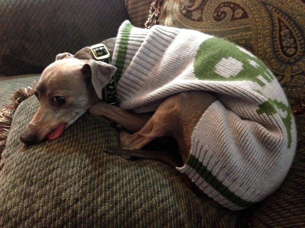 Italian Greyhound: Even More Delicate (Image Credits: Flickr)