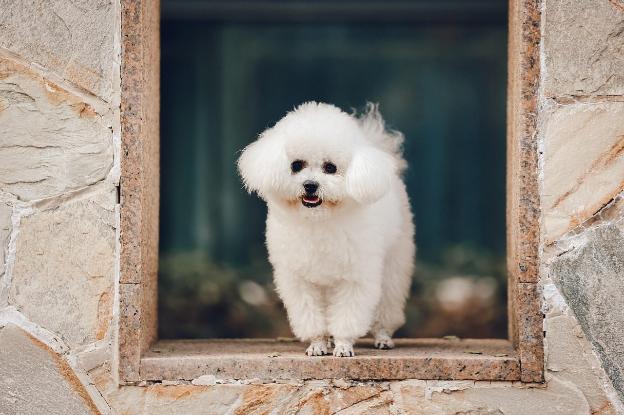 The Bichon Frise: A Cheerful Bundle of Affection (Image Credits: Pixabay)