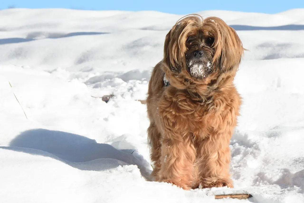 Tibetan Terrier: The Independent Companion from the Roof of the World (Image Credits: Pixabay)