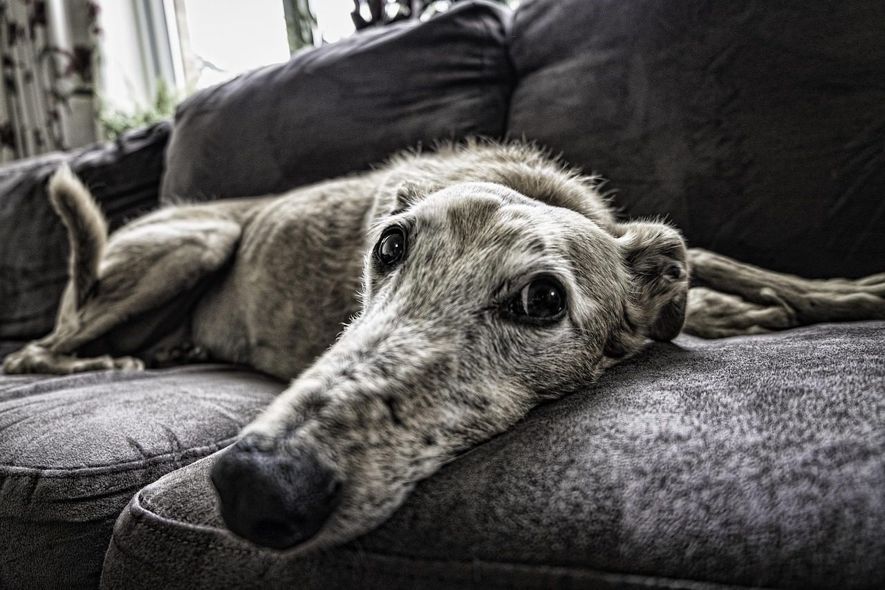 1. Greyhound: The 40 MPH Couch Potato (Image Credits: Pixabay)