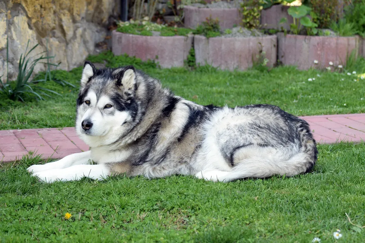 9. Alaskan Malamute: The Powerhouse Built for Long Hauls (Image Credits: Pixabay)