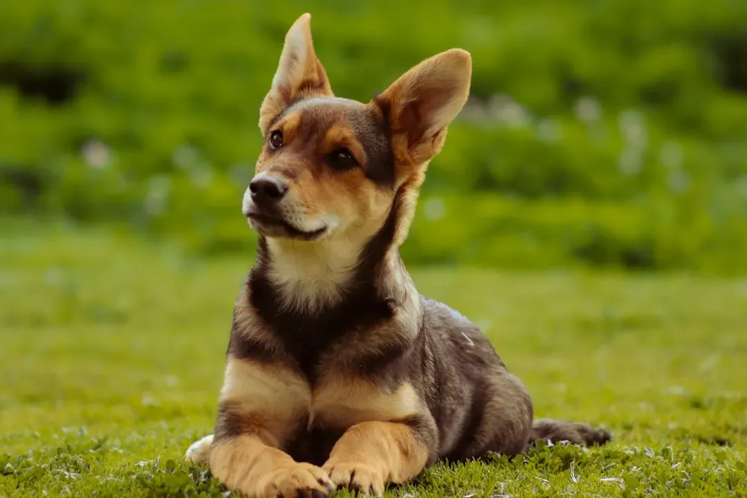 An Opinionated Take: We Owe Dogs More Than Cute Talk (Image Credits: Unsplash)
