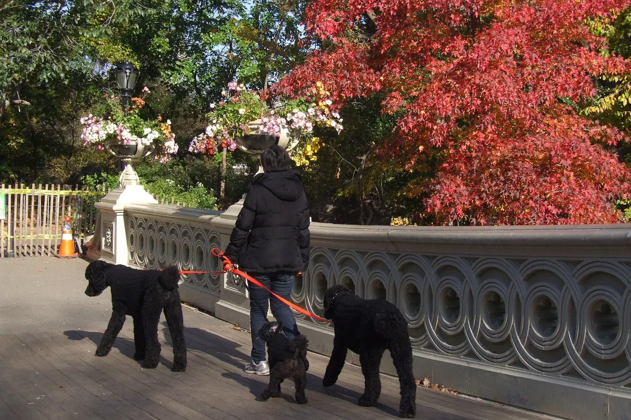 Finding Peace in the Chaos (Image Credits: Pixabay)