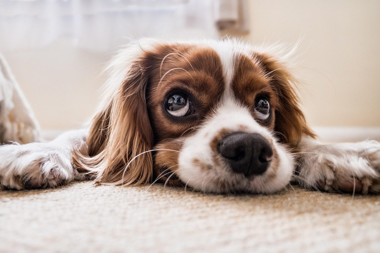 Cavalier King Charles Spaniel: The Perfect Lap Companion (Image Credits: Pixabay)