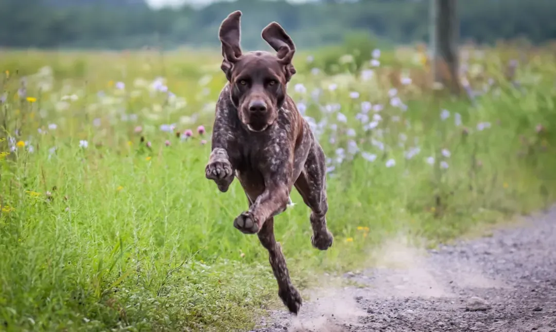 The German Shorthaired Pointer: The Versatile Hunter (Image Credits: Unsplash)