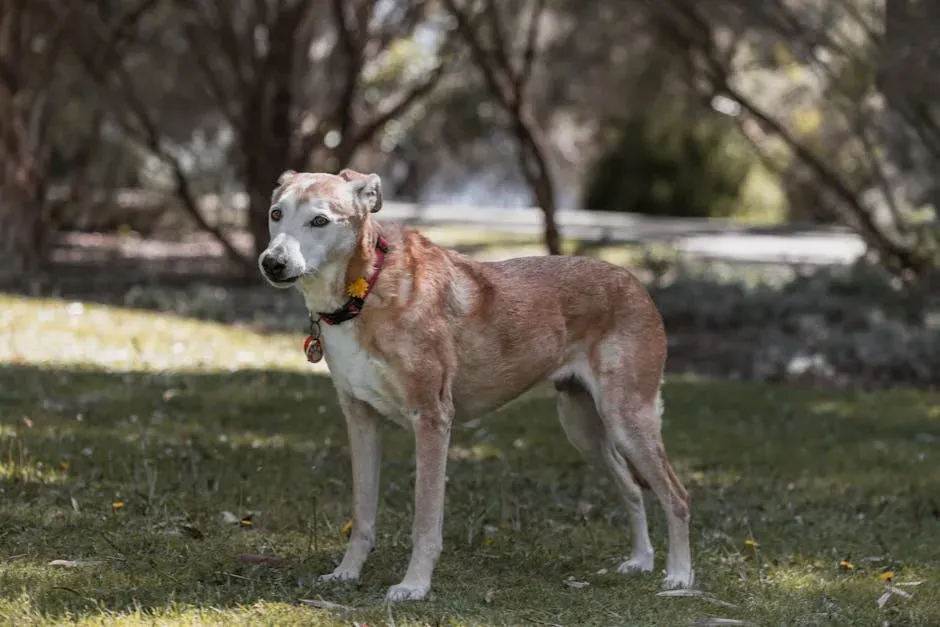 Sit-to-Stand Repetitions: The Senior Dog Squat (Image Credits: Pexels)