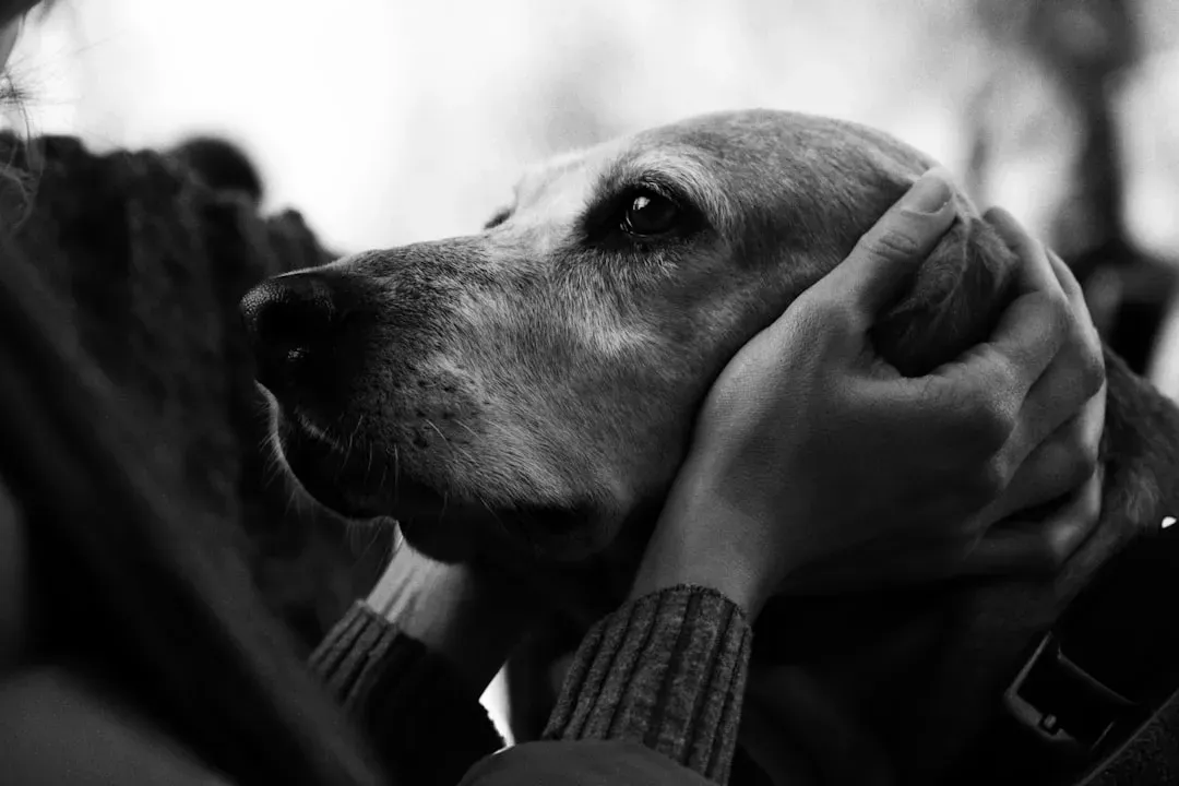 The Unique Challenges of Pet Bereavement (Image Credits: Unsplash)