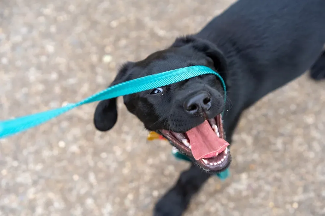 #2. The Leash Sequence They Know by Heart (Image Credits: Unsplash)