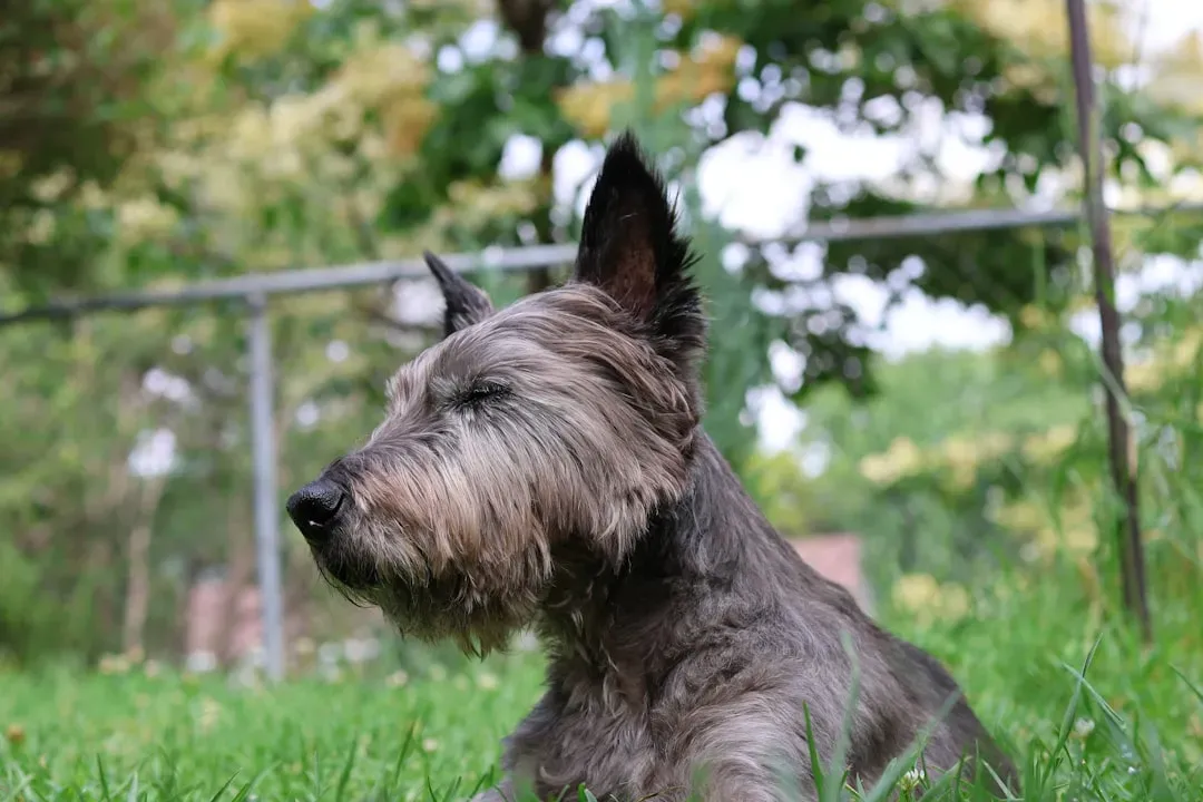15 – Scottish Terrier (Image Credits: Unsplash)