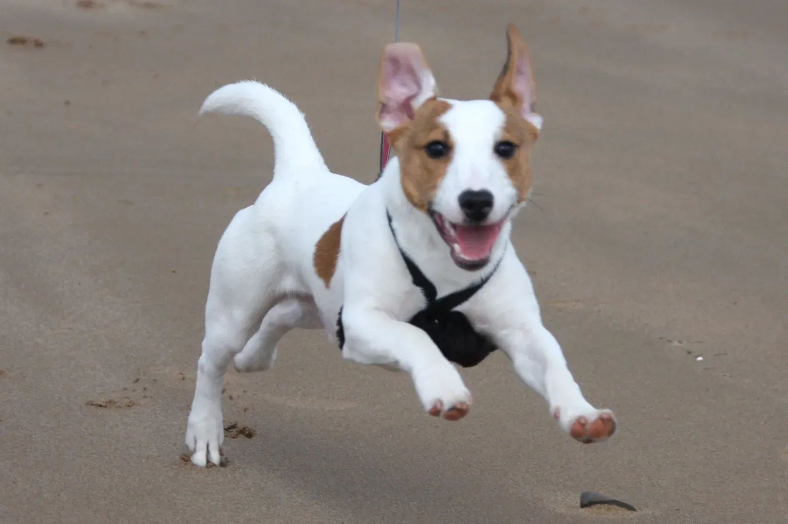 Jack Russell Terrier: Small Dog, Massive Energy (Image Credits: Wikimedia)