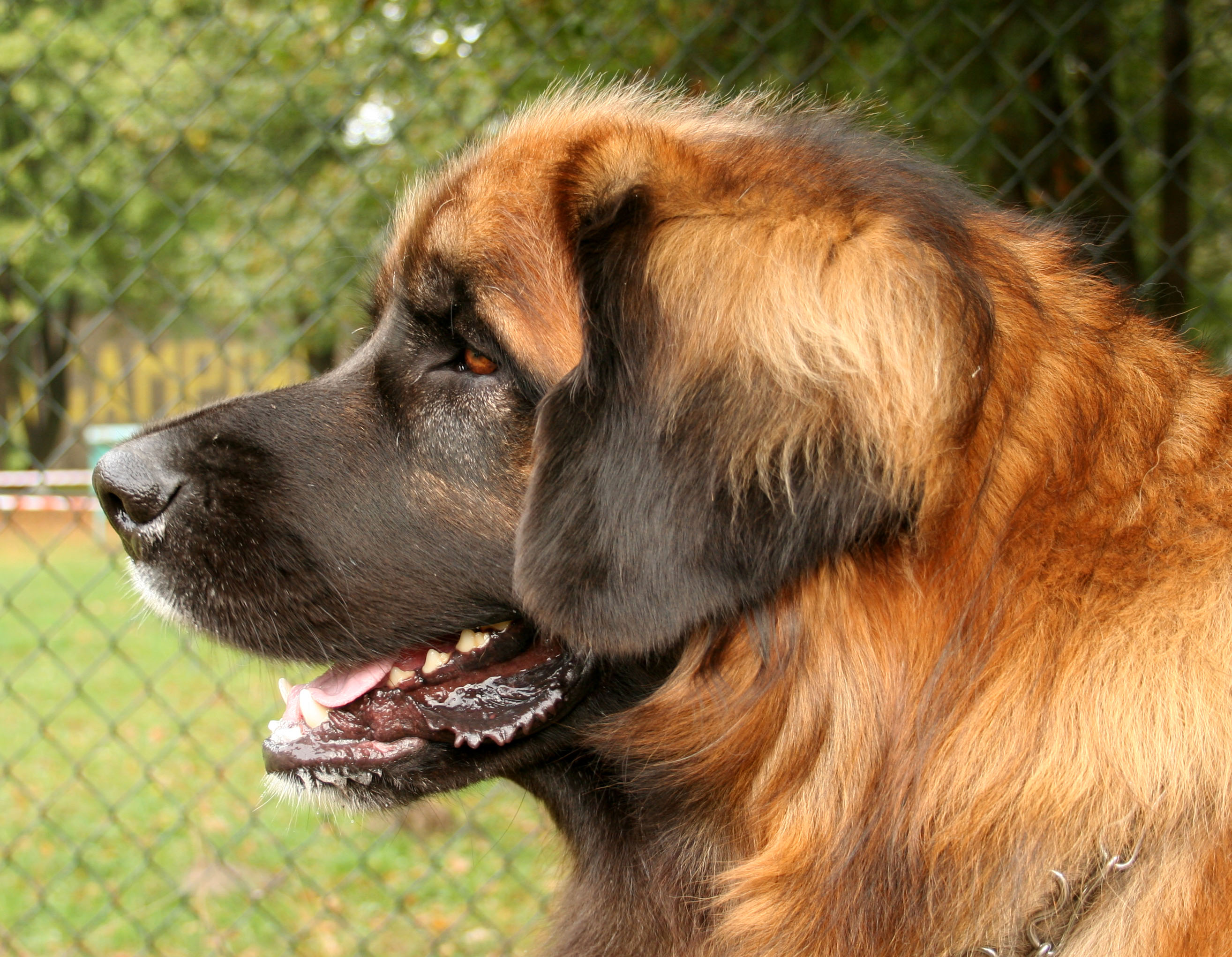 Leonberger: The Lion-Hearted Gentle Giant (Image Credits: Wikimedia)
