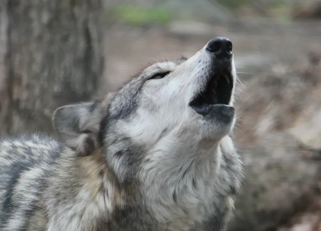 #5: There Are at Least 21 Distinct Howl Types (Fool4myCanon, Flickr, CC BY 2.0)