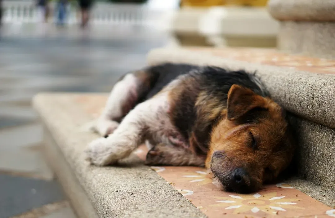 #5 - The Dog Can Rest When Nothing Interesting Is Happening (Image Credits: Unsplash)