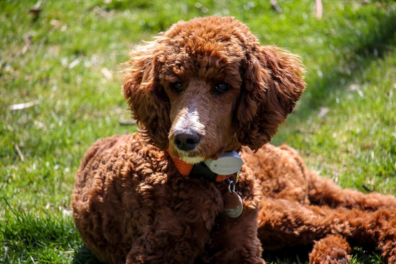 The Standard Poodle: Elegance Meets Intelligence (Image Credits: Pixabay)
