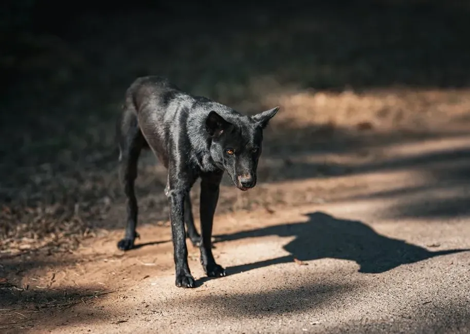 They Follow You More Closely Than Usual (Image Credits: Pexels)