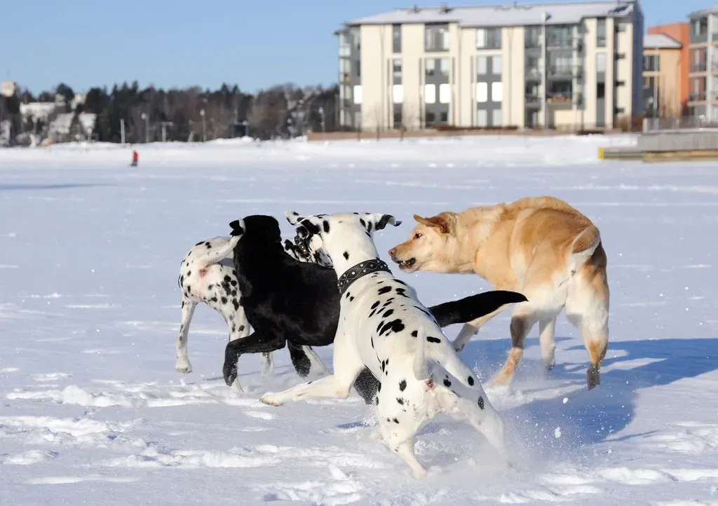 Pack Mentality and Instinct Run Deep (Image Credits: Flickr)