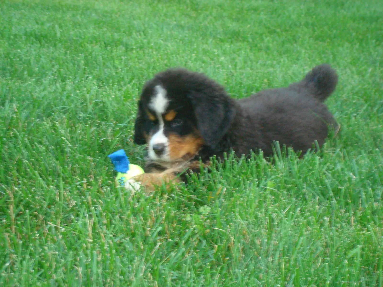 Bernese Mountain Dog (By Scovetta, CC BY 3.0)