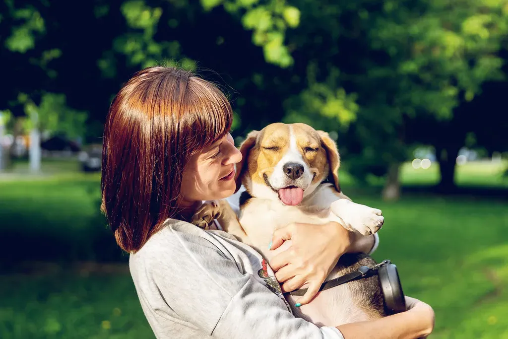 Beagle: The Sniffer With a Big Heart for Kids (Image Credits: Flickr)