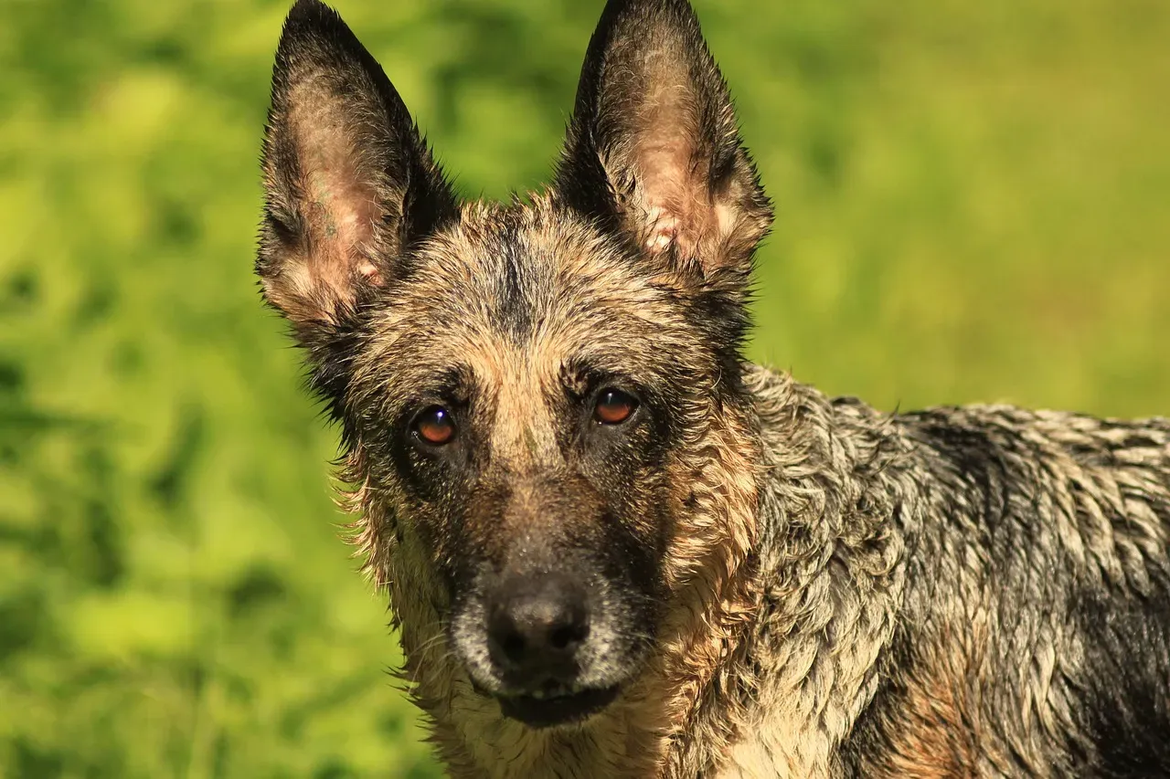 #13 - Letting the Dog Choose Its "Perimeter" in the Home (Image Credits: Pixabay)
