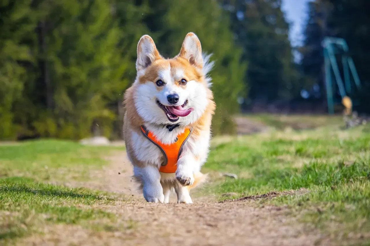 Pembroke Welsh Corgi: Low Riders with High-Voltage Wiggles (Image Credits: Pixabay)
