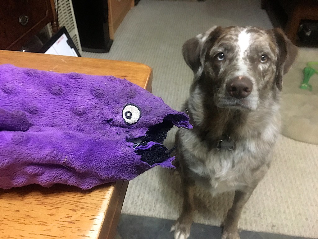 The Gift of Favorite Things: Sharing Their Most Precious Possessions (Image Credits: Flickr)