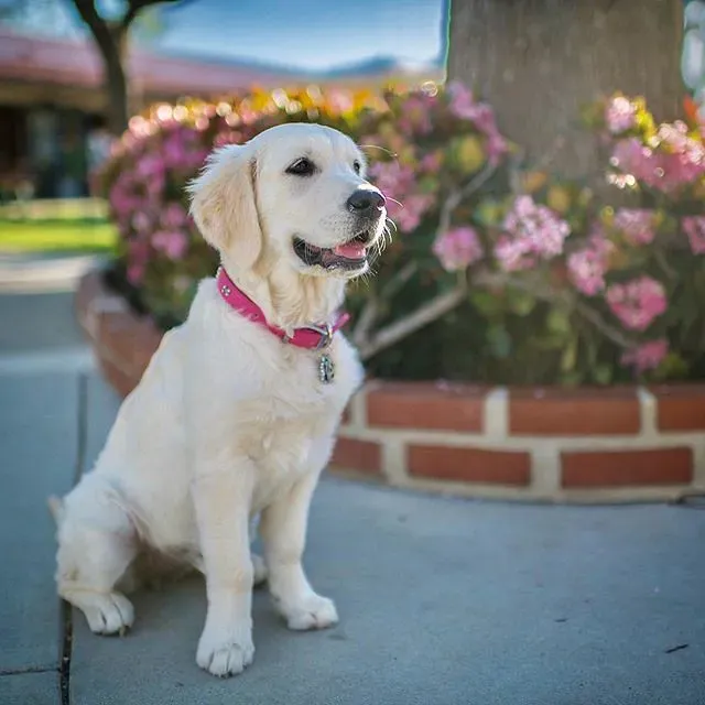 Strengthen Recall With Distance Rewards (Image Credits: Flickr)