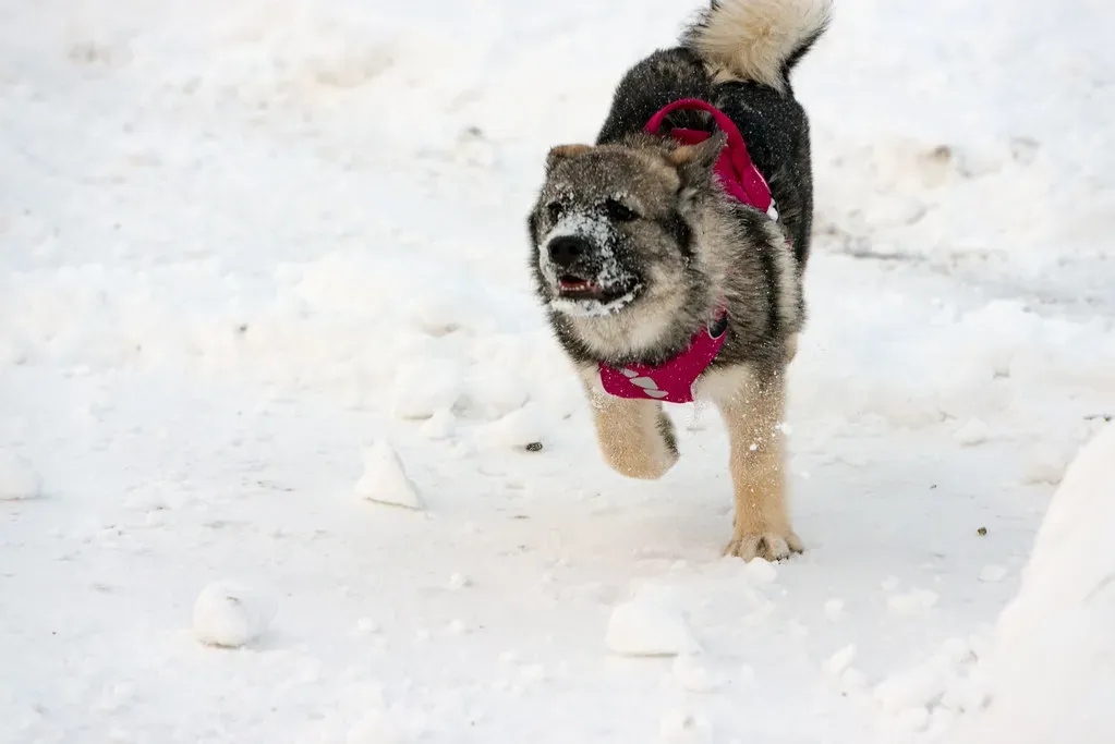 8. Norwegian Elkhound (Image Credits: Flickr)