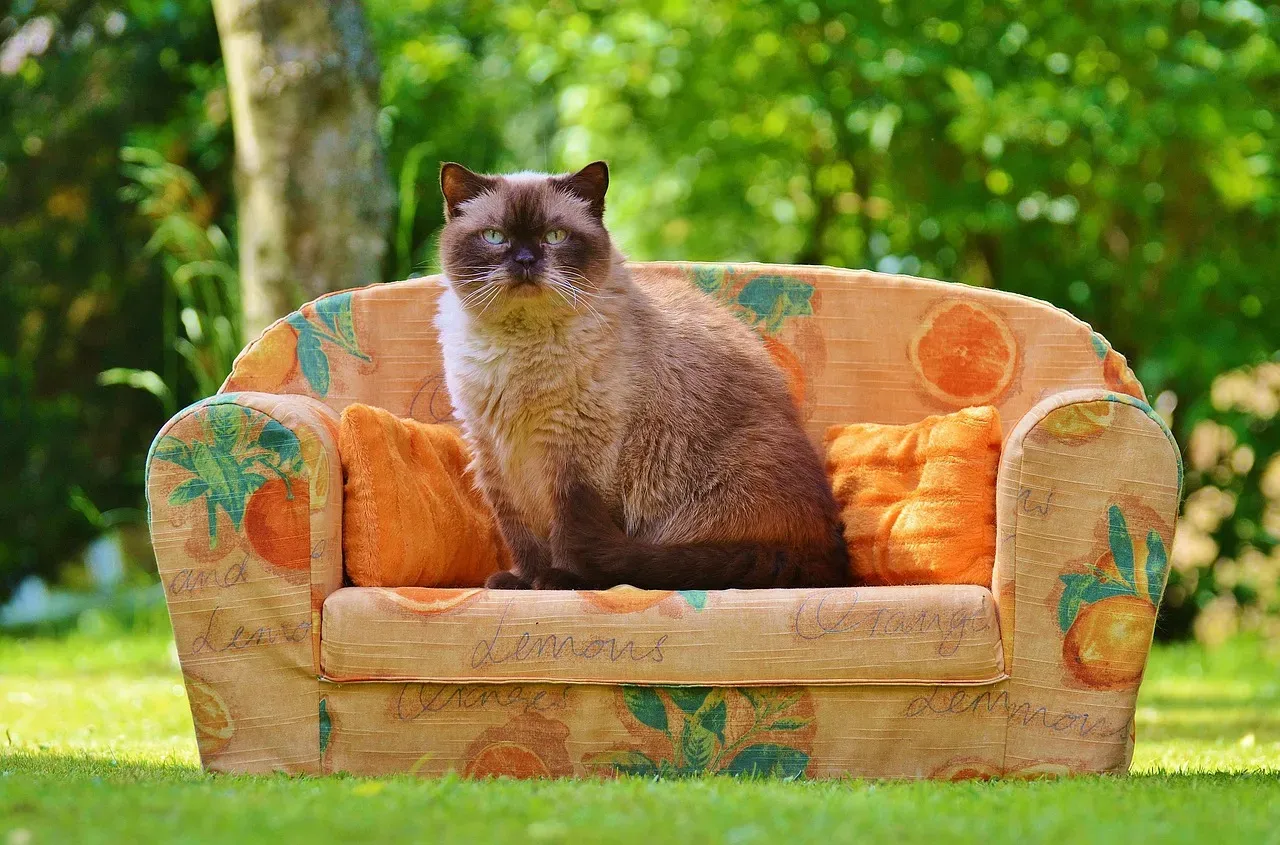 British Shorthair: The Plush, Low-Drama Companion (Image Credits: Pixabay)