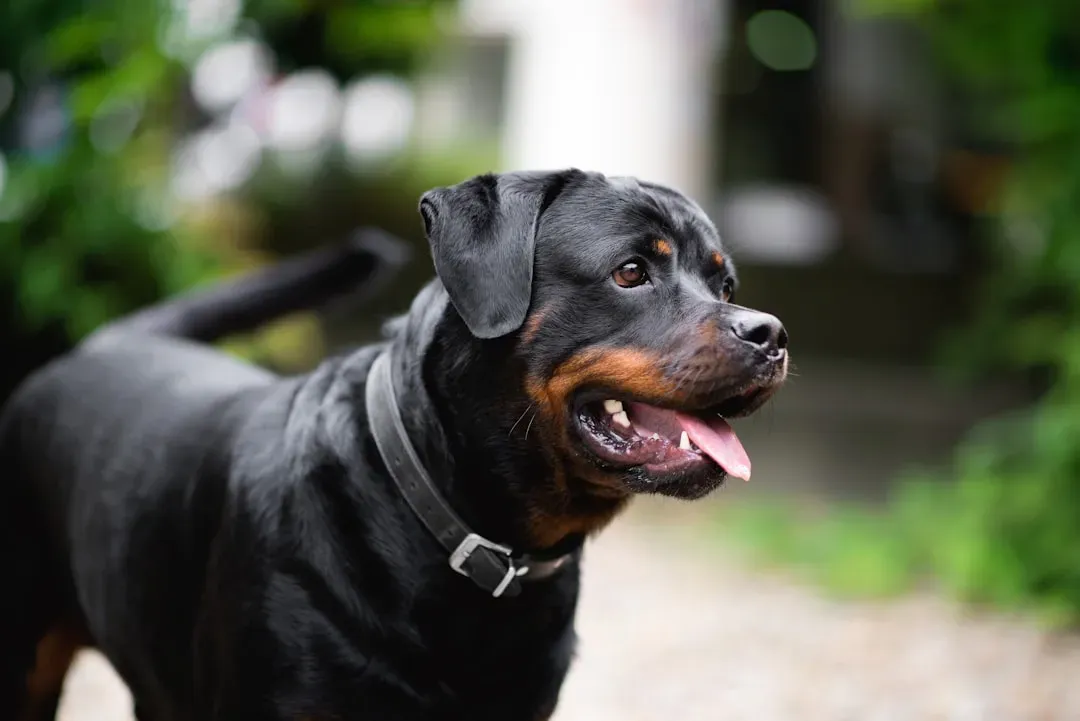 7. Rottweiler (Image Credits: Unsplash)