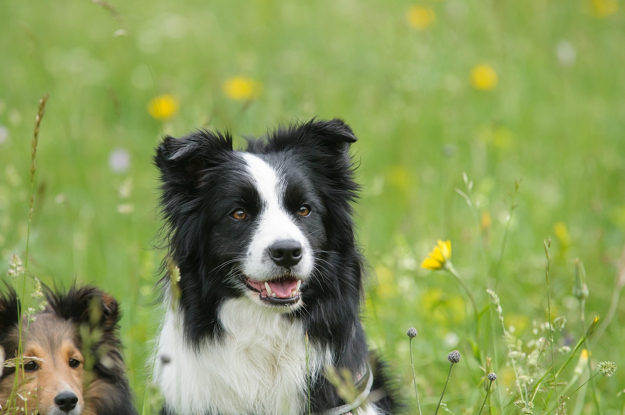 Border Collie - The Overachiever Who Makes Everyone Else Look Bad (Image Credits: Pixabay)