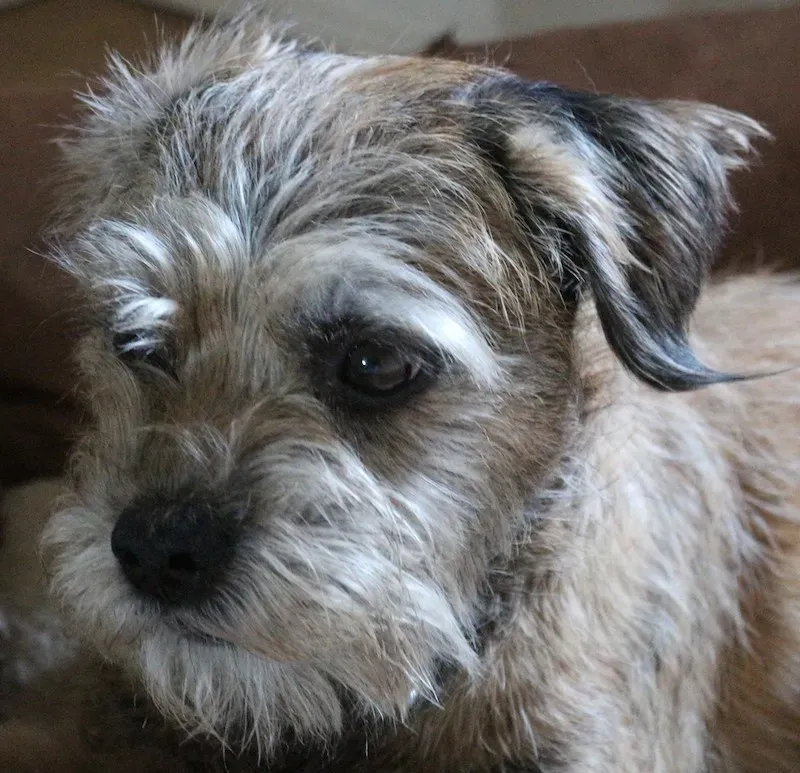 Border Terrier: Small Dog, Big Heart, Manageable Energy (Willliam D, Flickr, CC BY 2.0)