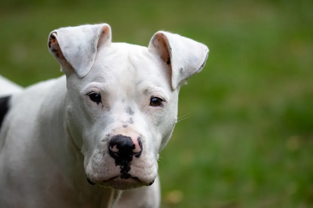 1. American Pit Bull Terrier (Image Credits: Unsplash)