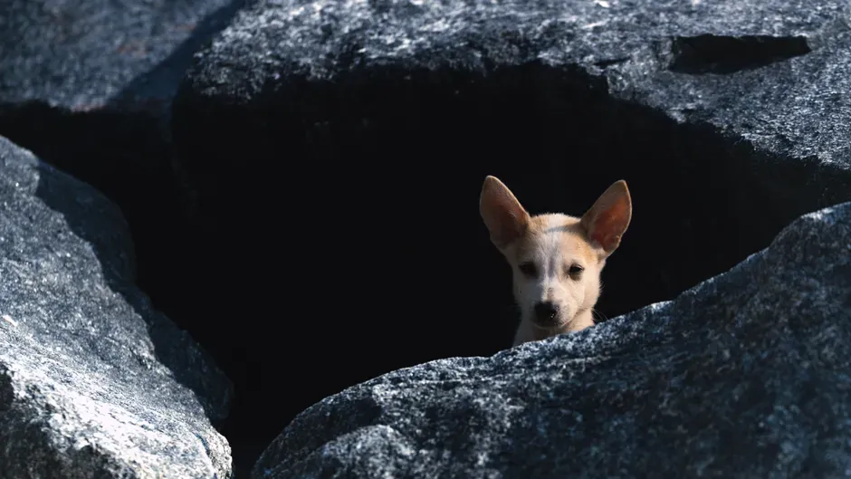 Understanding the Denning Instinct in Dogs (Image Credits: Pexels)