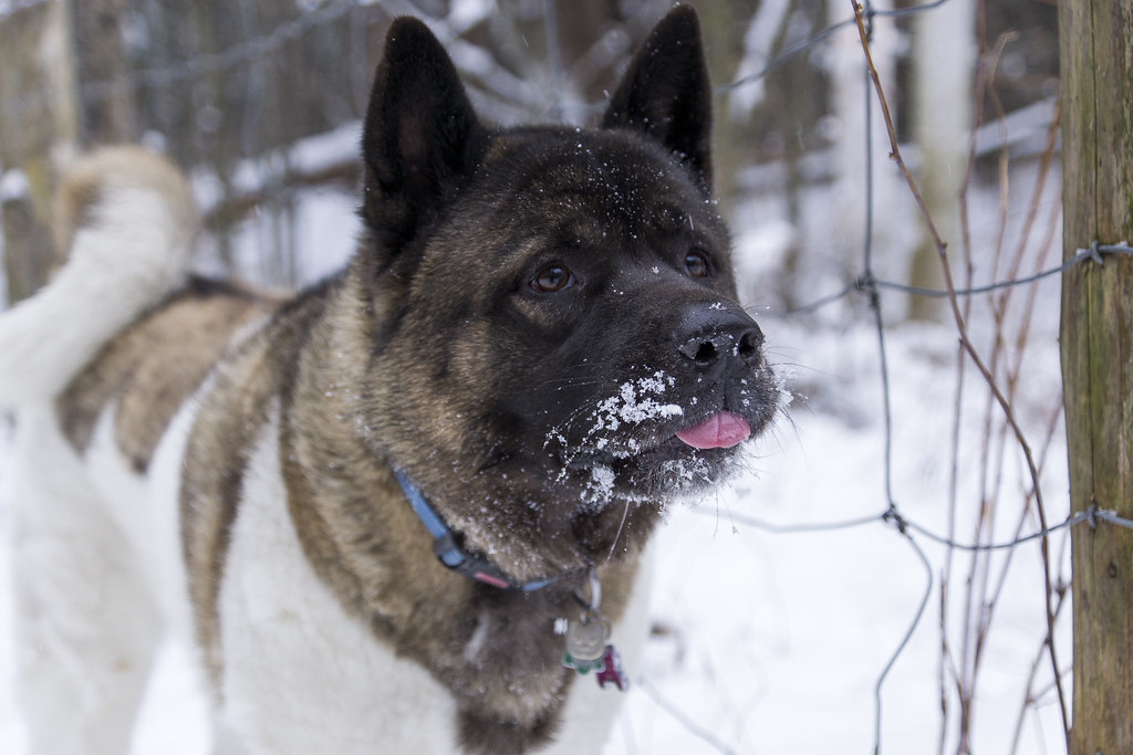 Akita: The Royal Snow Hunter (Image Credits: Flickr)