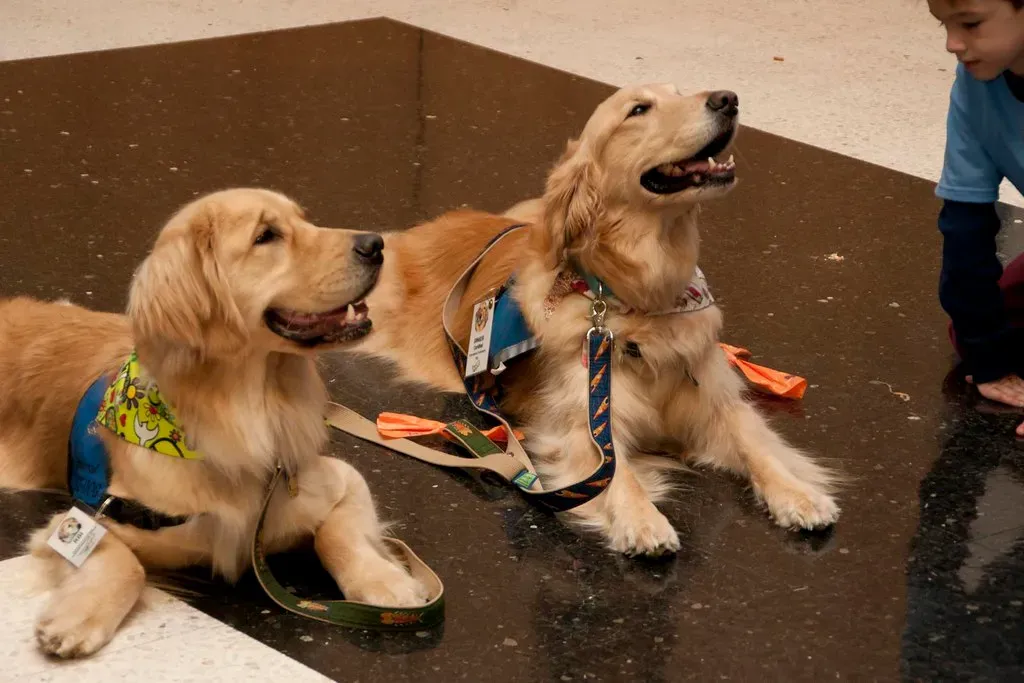 6. They Can Sense Seizures Before They Happen (HW Wessell, Flickr, CC BY 2.0)