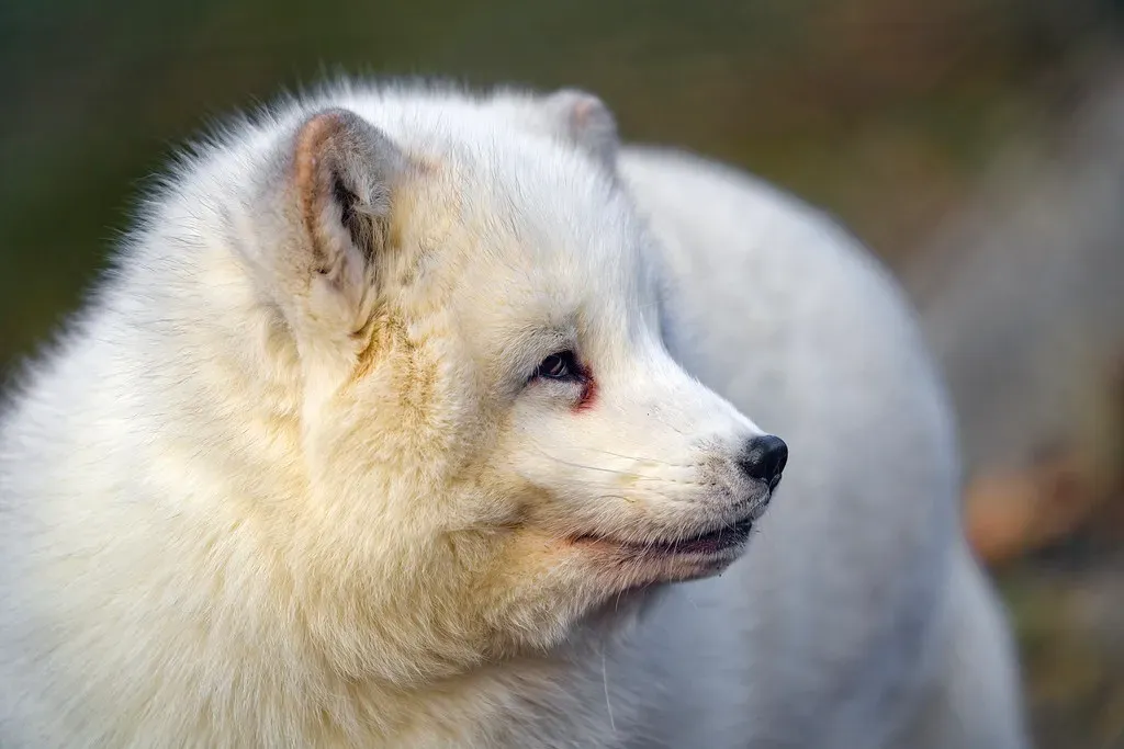 Body Design Built for Extreme Cold (Image Credits: Flickr)