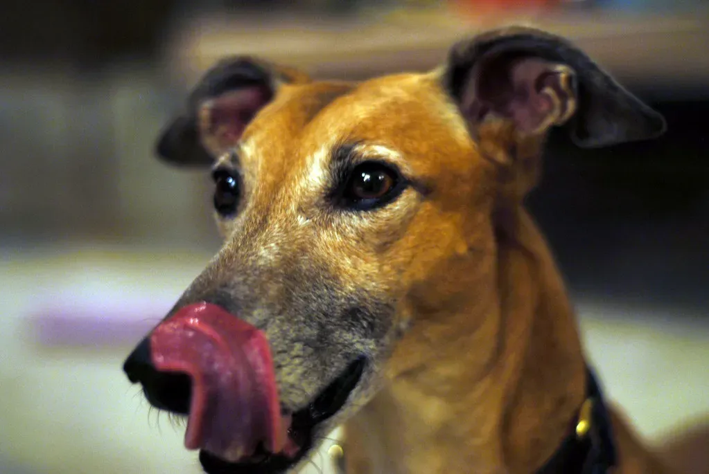 Subtle Lip Licking or Yawning (FootAJ, Flickr, CC BY 2.0)