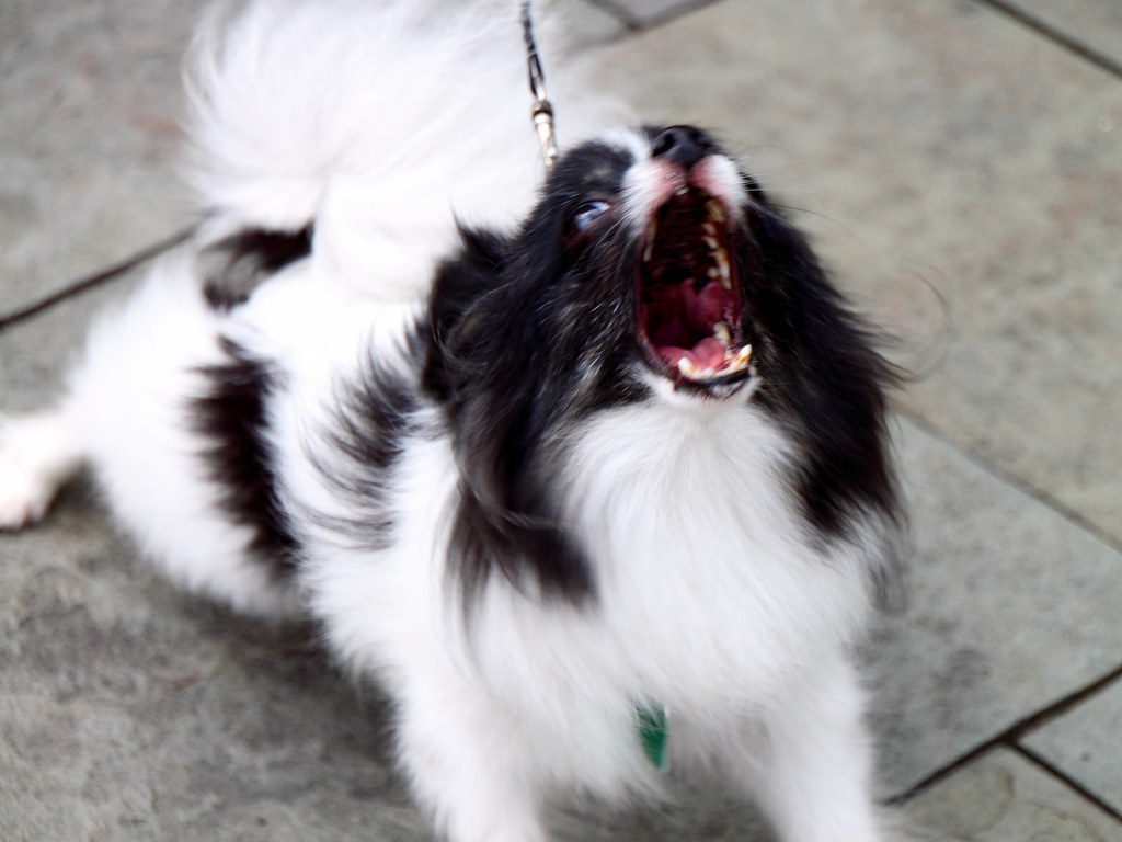 The Aggression Connection Nobody Talks About (Image Credits: Flickr)