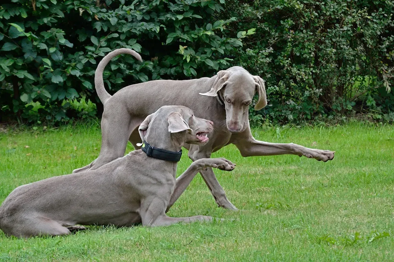 The Arc: A Documented Canine Greeting Protocol, Not Just “Cute Behavior” (Image Credits: Pixabay)
