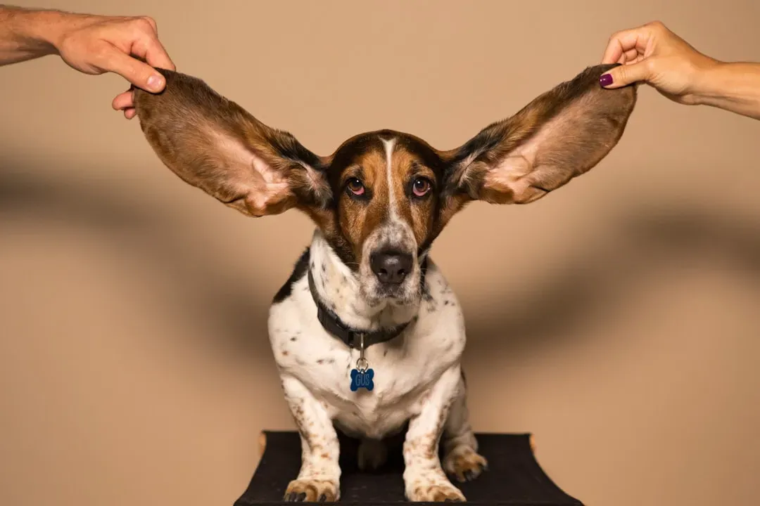 The Sound Of Your Voice (And What It Usually Means) (Image Credits: Unsplash)