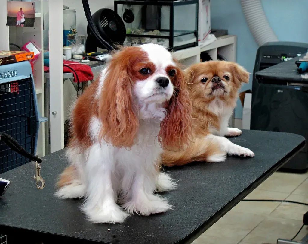 Jealousy (Image Credits: Flickr)